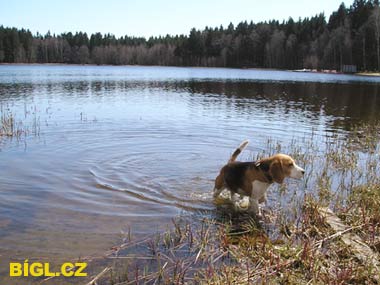 V�tejte na str�nk�ch B�GL.CZ...!