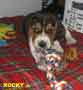 ROCKY (3)